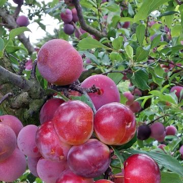 Pluot Pink Candy - Plumcot