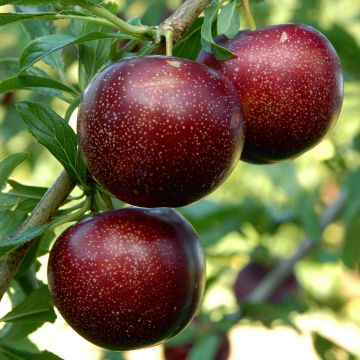 Pluot Purple Candy - Plumcot