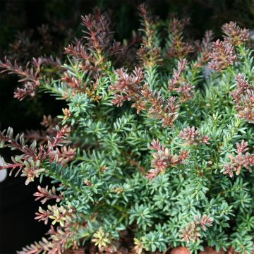 Podocarpus lawrencii Red Tip