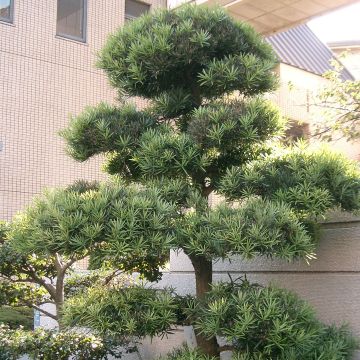 Podocarpus macrophyllus