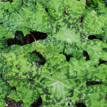 Podophyllum delavayi