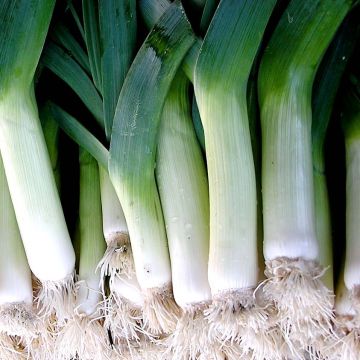 Giant Swiss Hilari Leek - Allium porrum