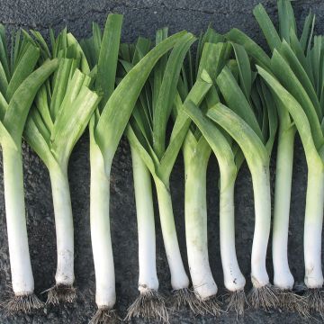 Yellow large from Poitou untreated Leek - Allium porrum