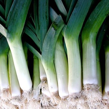 Poireau Leblond - Allium porrum