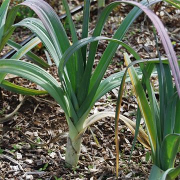 Leek Monstrueux dElbeuf - Ferme de Sainte Marthe Seeds