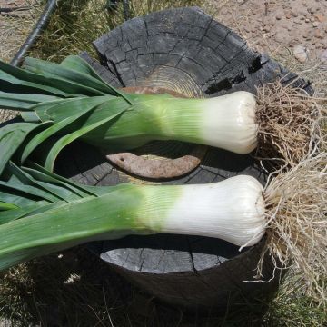 Monstrous Leek of Carentan Organic - Allium porrum