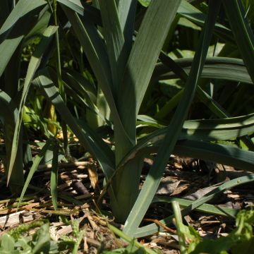 Winter Leek of Saint-Victor - Allium porrum