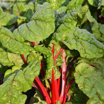 Beta vulgaris Charlotte