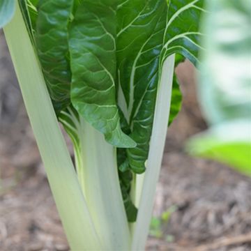 Swiss Chard Lucullus - Ferme de Sainte Marthe untreated seeds