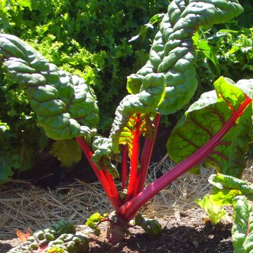 Poirée Rhubarb Chard à carde rouge - Beta vulgaris