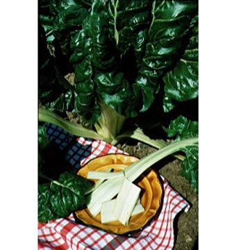 Chard with White Rib - Beta vulgaris