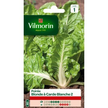 Swiss Chard Blonde de Lyon 2 - Vilmorin Seeds