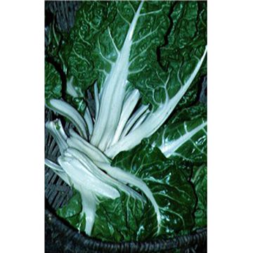 Green Chard with White Rib - Beta vulgaris