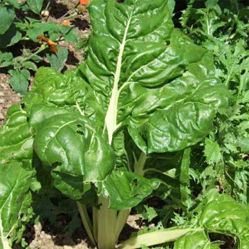 Organic Green Cutting Chard - Ferme de Sainte Marthe seeds - Beta vulgaris