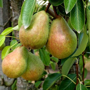 Pyrus communis Beurré Clairgeau - Pear Tree