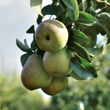 Pyrus communis Beurre Hardy - Pear Tree