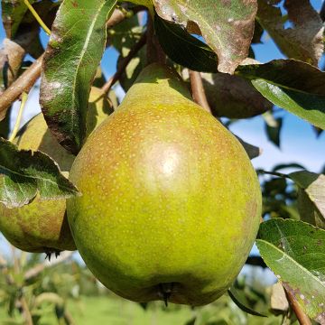 Pyrus communis Charneux - Pear Tree