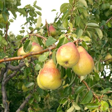 Pyrus communis Clapp’s Favorite - Pear Tree