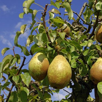 Pyrus communis Comtesse de Paris - Pear Tree