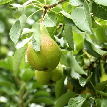 Pyrus communis Curé - Pear Tree