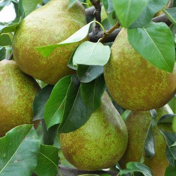 Pyrus communis Dubbele Philip - Pear Tree