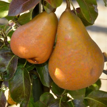 Pyrus communis Durondeau - Pear Tree