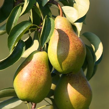 Pyrus communis Epine du Mas - Pear Tree