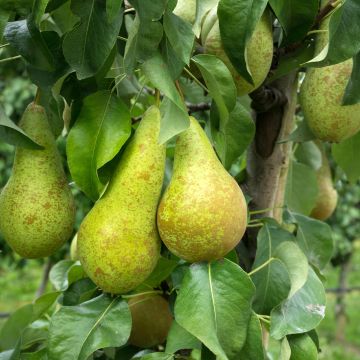 Pyrus communis Fertilia Delbard - Pear Tree