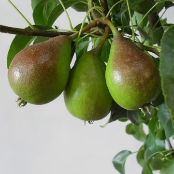 Pyrus communis Louise Bonne d'Avranches - Pear Tree