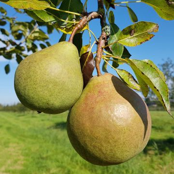 Pyrus communis Saint Rémy - Pear Tree