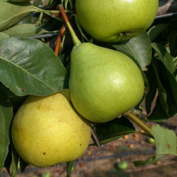 Pyrus communis St Jean - Pear Tree