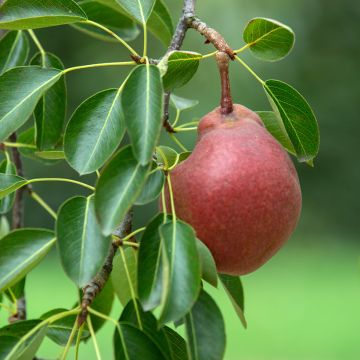 Pyrus communis Stark Crimson - Pear Tree