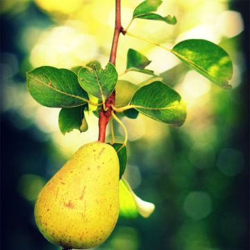 Pyrus communis Williams - Pear Tree