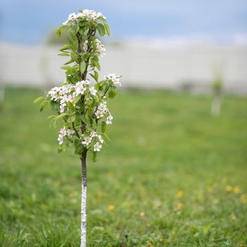 Pyrus communis Londres - Pear Tree