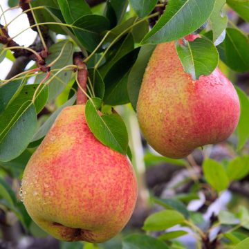 Pyrus communis Moscou - Pear Tree