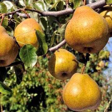 Pyrus communis Delbard d'Automne - Pear Tree