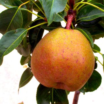 Pyrus communis Garden Gem - Pear Tree