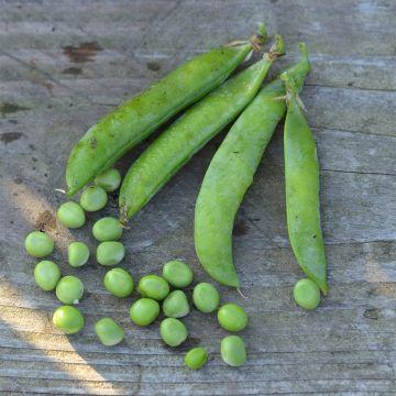 Dwarf Pea Petit Provençal - Ferme de Sainte Marthe untreated seeds