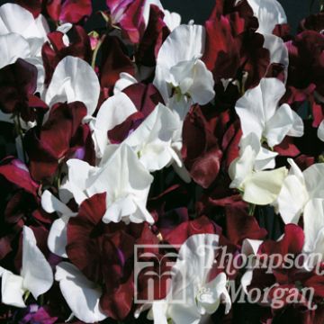 Lathyrus odoratus Night & Day - Sweet Pea Seeds