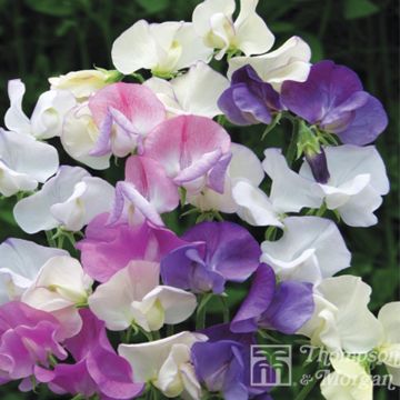Graines de Pois de Senteur Scent Infusion - Lathyrus odoratus grandiflora Graines de Pois de Senteur Scent Infusion - Lathyrus odoratus grandiflora