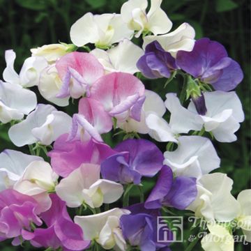 Graines de Pois de Senteur Scent Infusion - Lathyrus odoratus grandiflora