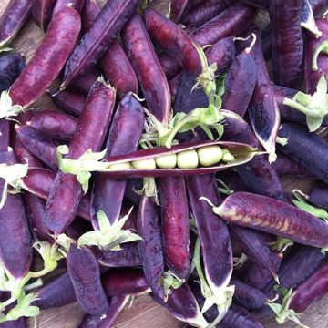 Pea Blauwschokker - Ferme de Sainte Marthe Seeds