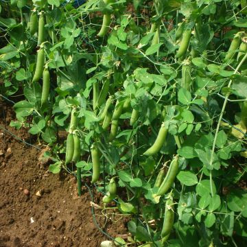 Climbing Vada Shelling Pea