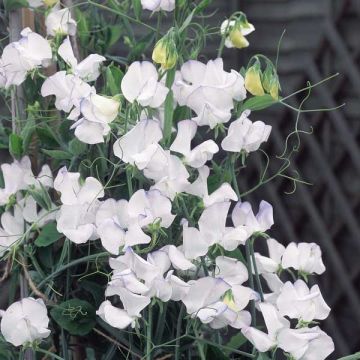 Lathyrus odoratus Lathyrus - Sweet pea