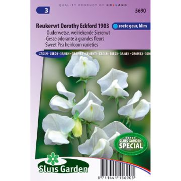 Lathyrus odoratus Dorothy Eckford - Sweet Pea Seeds