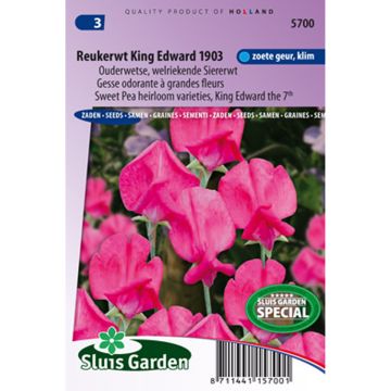 Lathyrus odoratus King Edward VII - Sweet Pea Seeds