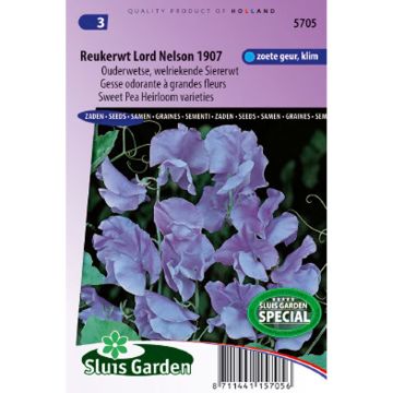 Lathyrus odoratus Lord Nelson - Sweet Pea Seeds