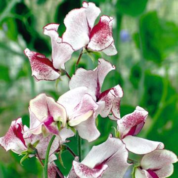 Lathyrus odoratus grandiflora Wiltshire Ripple - Sweet pea