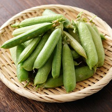 Bingo Semi-climbing Pea