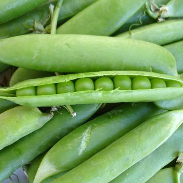 Jumbo Dwarf Pea